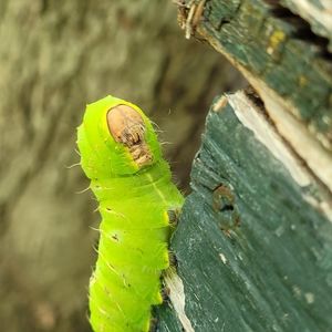 Meet your Posher, Jillian